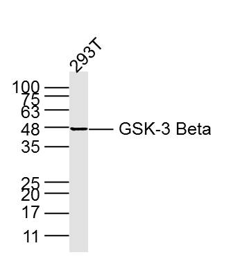 293T lysates probed with GSK3B (3A6) Monoclonal Antibody, unconjugated (bsm-33293M) at 1:300 overnight at 4\u00b0C followed by a conjugated secondary antibody for 60 minutes at 37\u00b0C.