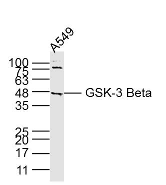 A549 lysates probed with GSK3B (3A6) Monoclonal Antibody, unconjugated (bsm-33293M) at 1:300 overnight at 4\u00b0C followed by a conjugated secondary antibody for 60 minutes at 37\u00b0C.