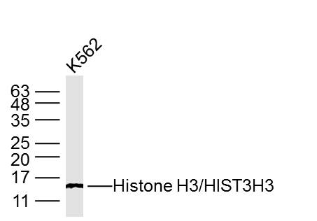 K562 cell lysates; probed with Histone H3/HIST3H3 (3G1) Monoclonal Antibody, unconjugated (bsm-33042M) at 1:300 overnight at 4°C followed by a conjugated secondary antibody for 60 minutes at 37°C.