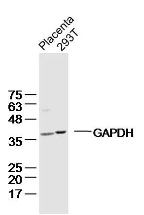Lane 1: mouse placenta; Lane 2: 293T cells probed with GAPDH(3E12) Polyclonal Antibody, unconjugated (bsm-0978M) at 1:300 overnight at 4\u00b0C followed by a conjugated secondary antibody at 1:10000 for 90 minutes at 37\u00b0C.