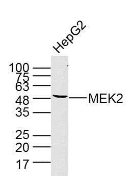 HepG2 cell lysate probed with MEK2 (4C3) Monoclonal Antibody (bsm-33216M) at 1:300 overnight at 4°C followed by a conjugated secondary antibody at 1:10000 for 90 minutes at 37°C.