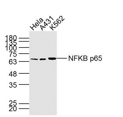 Lane 1: HeLa; Lane 2: A431; Lane 3: K562 cell lysate probed with NFKB p65 (7G6) Monoclonal Antibody, unconjugated (bsm-33117M) at 1:300 overnight at 4\u00b0C followed by a conjugated secondary antibody at 1:10000 for 90 minutes at 37\u00b0C.