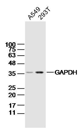 Lane 1: A549 Cell lysates; Lane 2: 293T Cell lysates; probed with GAPDH (4F8) Monoclonal Antibody, unconjugated (bsm-33033M) at 1:300 overnight at 4\u00b0C followed by a conjugated secondary antibody for 60 minutes at 37\u00b0C.