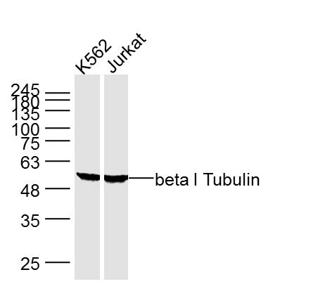 Lane 1: K562 cell lysates; Lane 2: Jurkat cell lysates; probed with beta I Tubulin (5F7) Monoclonal Antibody, unconjugated (bsm-33041M) at 1:300 overnight at 4°C followed by a conjugated secondary antibody for 60 minutes at 37°C.