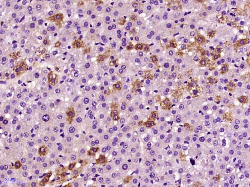 Paraformaldehyde-fixed, paraffin embedded rat liver; Antigen retrieval by boiling in sodium citrate buffer (pH6.0) for 15min; Block endogenous peroxidase by 3% hydrogen peroxide for 20 minutes; Blocking buffer (normal goat serum) at 37°C for 30min; Antibody incubation with BMP9 Polyclonal Antibody, Unconjugated (bs-6909R) at 1:400 overnight at 4°C, followed by operating according to SP Kit(Rabbit) instructions and DAB staining.