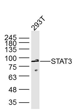 293T Cell lysates; probed with STAT3 (3F5) Monoclonal Antibody, unconjugated (bsm-33218M) at 1:300 overnight at 4\u00b0C followed by a conjugated secondary antibody for 60 minutes at 37\u00b0C.