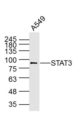 A594 Cell lysates; probed with STAT3 (3F5) Monoclonal Antibody, unconjugated (bsm-33218M) at 1:300 overnight at 4\u00b0C followed by a conjugated secondary antibody for 60 minutes at 37\u00b0C.