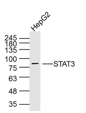 HepG2 Cell lysates; probed with STAT3 (3F5) Monoclonal Antibody, unconjugated (bsm-33218M) at 1:300 overnight at 4\u00b0C followed by a conjugated secondary antibody for 60 minutes at 37\u00b0C.
