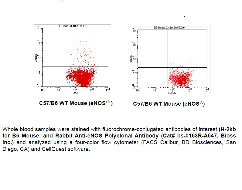 FACS Analysis of Endothelial Nitric Oxide Synthase (eNOS; NOS3) in Circulating Blood Cells in  Mouse using Rabbit Anti-eNOS Polyclonal Antibody (bs-0163R-A647).   Image kindly submitted by Nasrul Hoda, PhD, Georgia Regents University