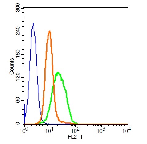 RSC96 cells probed with GLP-1R Polyclonal Antibody, PE Conjugated (bs-1559R-PE) at 1:20 for 30 minutes compared to control cells (blue), secondary only (light blue) and isotype control (orange). RSC96 cells probed with GLP-1R Polyclonal Antibody, PE Conjugated (bs-1559R-PE) at 1:20 for 30 minutes compared to control cells (blue), secondary only (light blue) and isotype control (orange).