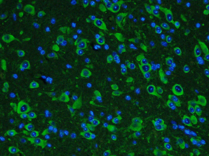 Paraformaldehyde-fixed, paraffin embedded mouse brain; Antigen retrieval by boiling in sodium citrate buffer (pH6.0) for 15min; Block endogenous peroxidase by 3% hydrogen peroxide for 20 minutes; Blocking buffer (normal goat serum) at 37°C for 30min; Incubation: Anti- GDNF Antibody, conjugated (bs-1024R-FITC) 1:400, for 90 minutes at 37°C; DAPI (5ug/ml, blue) was used to stain the cell nuclei.