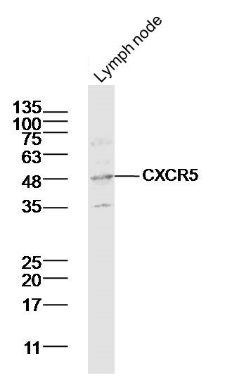 Lane 1: Mouse lymph node lysates probed with CXCR5 Polyclonal Antibody, Unconjugated (bs-3598R) at 1:300 overnight at 4˚C. Followed by a conjugated secondary antibody at 1:5000 for 90 min at 37˚C.