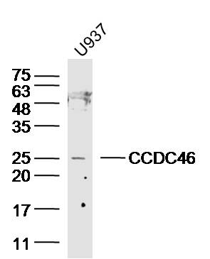 Lane 1: U937 lysates probed with CCDC46 Polyclonal Antibody, Unconjugated (bs-8133R) at 1:300 overnight at 4˚C. Followed by a conjugated secondary antibody at 1:5000 for 90 min at 37˚C.