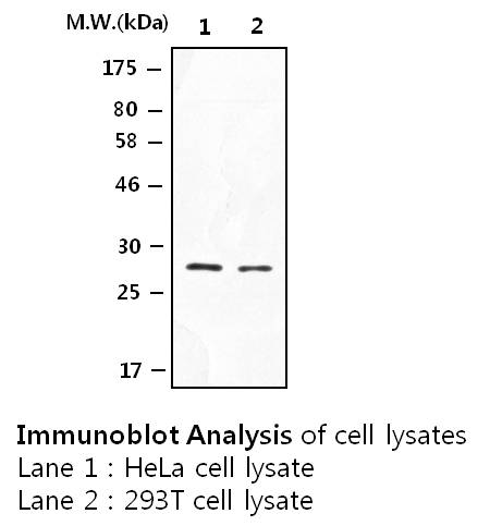 Lane 1: HeLa Cell lysates; Lane 2: 293T Cell lysates; probed with 14-3-3 beta Polyclonal Antibody, unconjugated (bs-50553R) followed by a conjugated secondary antibody.