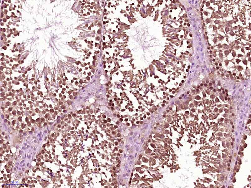 Paraformaldehyde-fixed, paraffin embedded mouse testis; Antigen retrieval by boiling in sodium citrate buffer (pH6) for 15min; Block endogenous peroxidase by 3% hydrogen peroxide for 30 minutes; Blocking buffer (normal goat serum) at 37°C for 20min; Antibody incubation with SRC Polyclonal Antibody, Unconjugated (bs-1135R) at 1:400 overnight at 4°C, followed by a conjugated secondary and DAB staining.