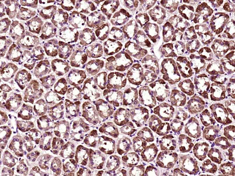Paraformaldehyde-fixed, paraffin embedded rat stomach; Antigen retrieval by boiling in sodium citrate buffer (pH6) for 15min; Block endogenous peroxidase by 3% hydrogen peroxide for 30 minutes; Blocking buffer (normal goat serum) at 37°C for 20min; Antibody incubation with MACC1 Polyclonal Antibody, Unconjugated (bs-4293R) at 1:400 overnight at 4°C, followed by a conjugated secondary and DAB staining.