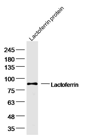 Human Lactoferrin protein (100ng) lysates probed with Lactoferrin Polyclonal Antibody, unconjugated (bs-5810R) at 1:300 overnight at 4°C followed by a conjugated secondary antibody for 60 minutes at 37°C.