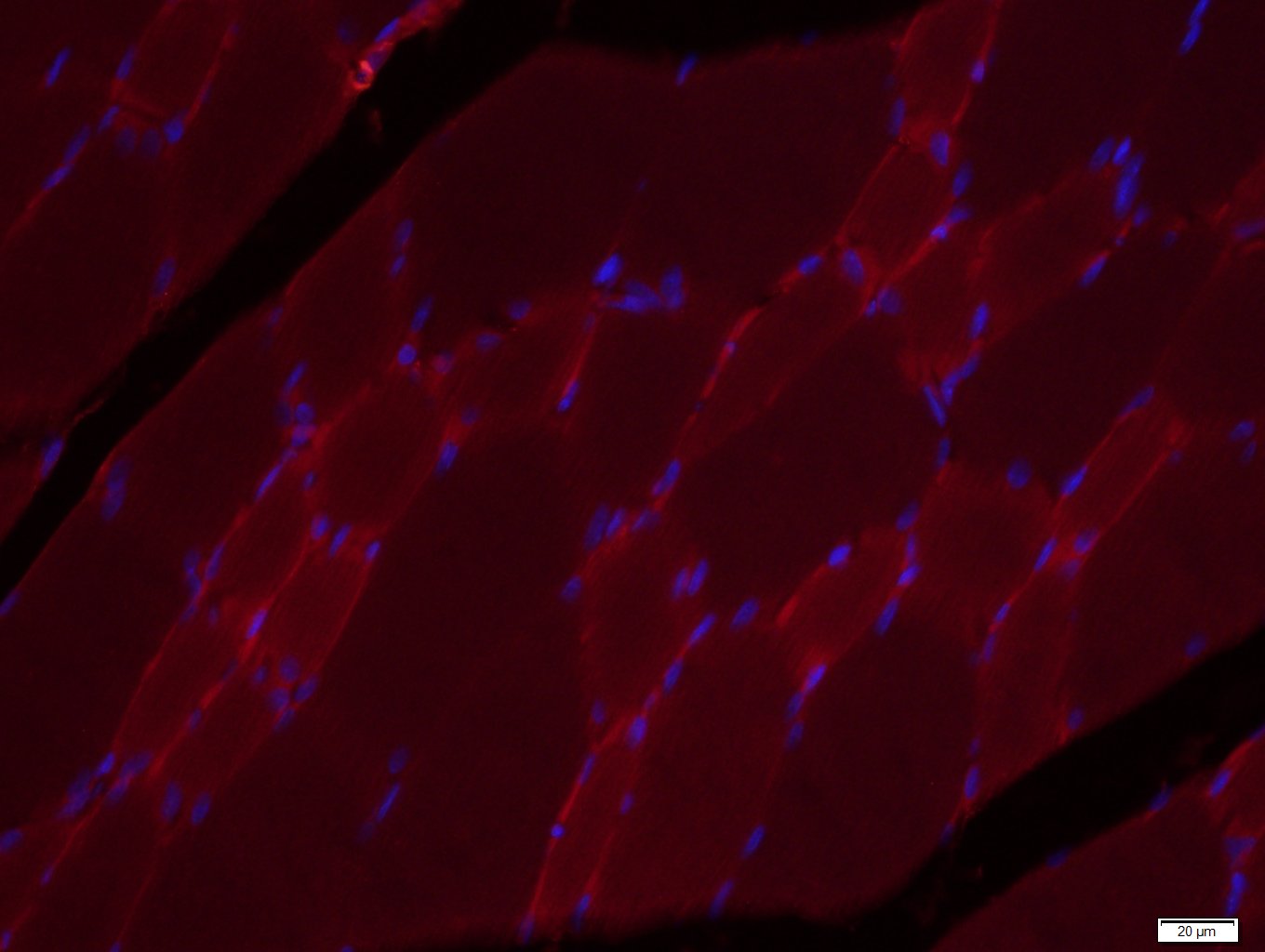 Paraformaldehyde-fixed, paraffin embedded rat skeletal muscle; Antigen retrieval by boiling in sodium citrate buffer (pH6.0) for 15min; Block endogenous peroxidase by 3% hydrogen peroxide for 20 minutes; Blocking buffer (normal goat serum) at 37°C for 30min; Antibody incubation with COX4 Monoclonal Antibody, Unconjugated (bsm-33037M) at 1:400 overnight at 4°C, followed by a conjugated Goat Anti-Mouse IgG antibody (bs-0296G-CY3) for 90 minutes, and DAPI for nuclei staining.