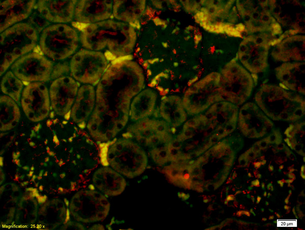 Formalin-fixed and paraffin-embedded rat kidney labeled with Anti-PPARGC1A/PGC1 alpha Polyclonal Antibody, Unconjugated(bs-1832R) 1:200, overnight at 4°C, The secondary antibody was Goat Anti-Rabbit IgG, Cy3 conjugated(bs-0295G-Cy3)used at 1:200 dilution for 40 minutes at 37°C.