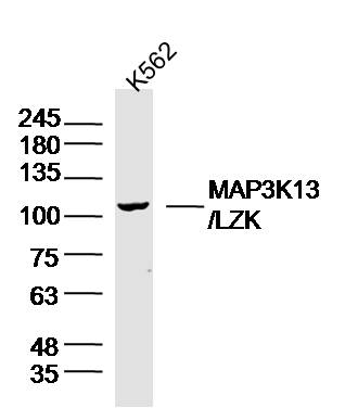 K562 lysates probed with MAP3K13 Polyclonal Antibody, Unconjugated (bs-18663R) at 1:300 overnight at 4˚C. Followed by a conjugated secondary antibody at 1:5000 for 90 min at 37˚C.