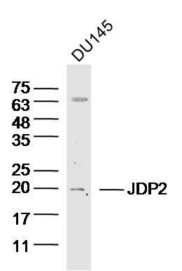 DU145 lysates probed with JDP2 Polyclonal Antibody, unconjugated (bs-17200R) at 1:300 overnight at 4°C followed by a conjugated secondary antibody for 60 minutes at 37°C.