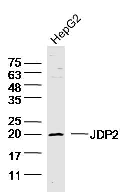 HepG2 lysates probed with JDP2 Polyclonal Antibody, unconjugated (bs-17200R) at 1:300 overnight at 4°C followed by a conjugated secondary antibody for 60 minutes at 37°C.