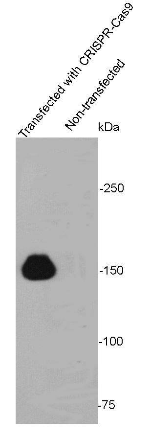 Lane 1: 293T cells transfected with CRISPR9-Cas9; Lane 2: untransfected 293T cell lysate probed with CRISPR-Cas9 (1E8) Monoclonal Antibody, Unconjugated (bsm-52042M) at 1:1000 overnight at 4˚C. Followed by a conjugated secondary antibody.