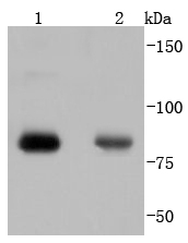 Lane 1: Hela; Lane 2: 293 lysate probed with PKC alpha(T638) (4B3) Monoclonal Antibody, Unconjugated (bsm-52187R) at 1:1000 overnight at 4˚C. Followed by a conjugated secondary antibody.