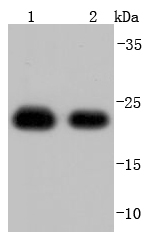 Lane 1: Hela; Lane 2: A431 lysate probed with Peroxiredoxin 1 (7A1) Monoclonal Antibody, Unconjugated (bsm-52127R) at 1:1000 overnight at 4˚C. Followed by a conjugated secondary antibody.