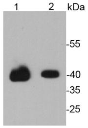 Lane 1: NCCIT lysates; Lane 2: D3 lysates probed with Oct 4 (1F4) Monoclonal Antibody (bsm-52001M) at 1:1000.