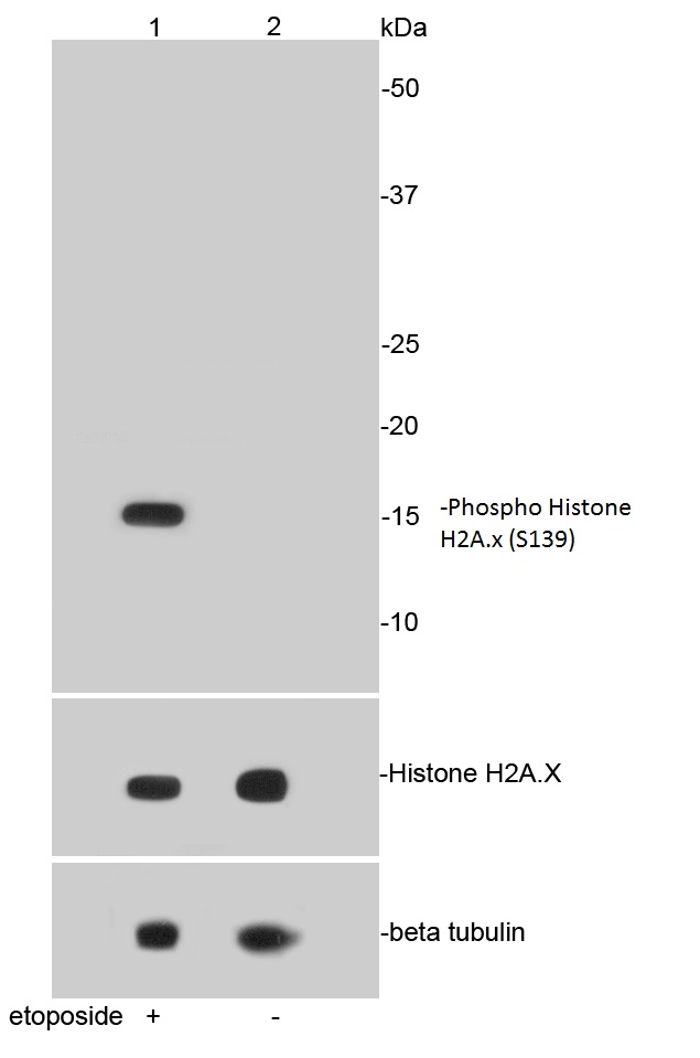 Lane 1: Etoposide treated HepG2 lysates; Lane 2: Untreated HepG2 lysates probed with Histone H2A.X(S139) (1C14) Monoclonal Antibody (bsm-52163R) at 1:1000. 