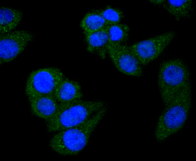 HepG2 cells were fixed in paraformaldehyde, permeabilized with 0.25% Triton X100\/PBS and stained with STAT6 (9A7) Monoclonal Antibody (bsm-52239R) at 1:200 and incubated overnight at 4C, followed by secondary antibody incubation, DAPI staining of the nuclei and detection.