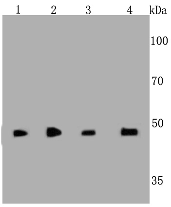 Lane 1: 293; Lane 2: F9; Lane 3: PC12; Lane 4: Hela lysates probed with Cyclin A2 (2E9) Monoclonal Antibody (bsm-52043M) at 1:1000 overnight at 4˚C. Followed by a conjugated secondary antibody.