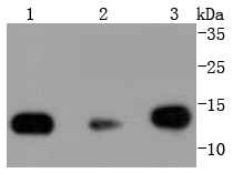 Lane 1: Hela; Lane 2: NIH\/3T3; Lane 3: PC12 lysates probed with Histone H2B (3A6) Monoclonal Antibody (bsm-52099R) at 1:1000 overnight at 4˚C. Followed by a conjugated secondary antibody.