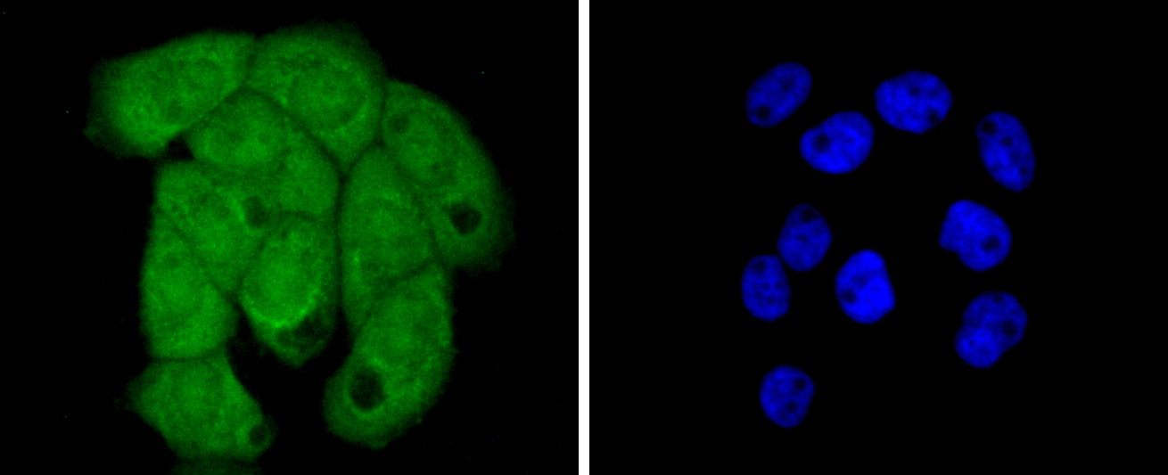 A431 cells were stained with Histone H2B (3A6) Monoclonal Antibody (bsm-52099R) at [1:200] incubated overnight at 4C, followed by secondary antibody incubation, DAPI staining of the nuclei and detection.