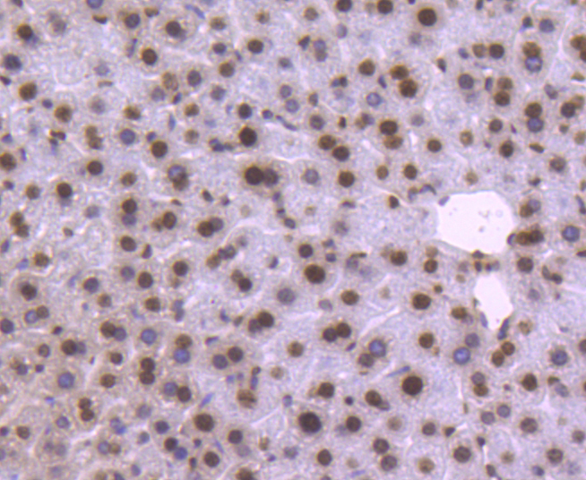 Paraformaldehyde-fixed, paraffin embedded mouse liver; Antigen retrieval by boiling in sodium citrate buffer (pH6) for 15min; Block endogenous peroxidase by 3% hydrogen peroxide for 30 minutes; Blocking buffer (normal serum) at 37°C for 20min; Antibody incubation with Histone H2B (3A6) Monoclonal Antibody (bsm-52099R) at 1:50 overnight at 4°C, followed by a conjugated secondary and DAB staining.