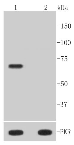 Lane 1: Hela treated with Calyculin A and TNF-alpha whole \r\ncell lysates; Lane 2: Untreated Hela whole cell lysates; probed with PKR(T446) (10A1) Monoclonal Antibody (bsm-52189R) at 1:1000 overnight at 4˚C. Followed by a conjugated secondary antibody.