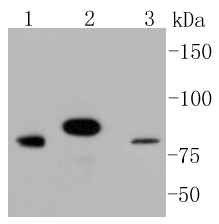Lane 1: HeLa lysates; Lane 2: SHG-44 lysates; Lane 3: SW480 Lysates; probed with Stat3 (6G5) Monoclonal Antibody (bsm-52235R) at 1:1000 overnight at 4˚C. Followed by a conjugated secondary antibody.
