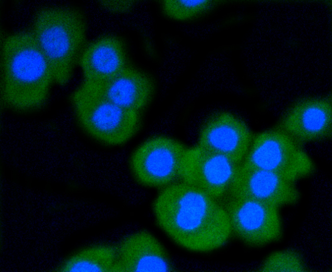 CRC cells were fixed in paraformaldehyde, permeabilized with 0.25% Triton X100\/PBS and stained with Stat3 (6G5) Monoclonal Antibody (bsm-52235R) at 1:200 and incubated overnight at 4C, followed by secondary antibody incubation, DAPI staining of the nuclei and detection.