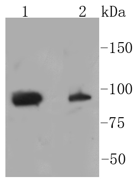 Lane 1: HeLa lysates; Lane 2: NIH/3T3 lysates; probed with STAT3(S727) (4G1 ) Monoclonal Antibody (bsm-52210R) at 1:1000 overnight at 4˚C. Followed by a conjugated secondary antibody.