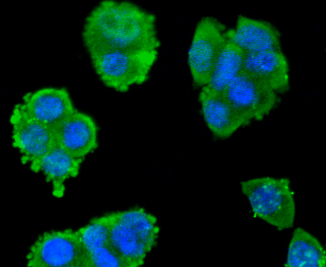 SW480 cells were fixed in paraformaldehyde, permeabilized with 0.25% Triton X100\/PBS and stained with Smad3 (3D1) Monoclonal Antibody (bsm-52224R) at 1:200 and incubated overnight at 4C, followed by secondary antibody incubation, DAPI staining of the nuclei and detection.