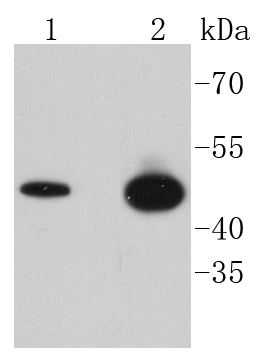 Lane 1: HeLa lysates; Lane 2: MCF-7 lysates; Lane 3: SW480 Lysates; probed with GSK3 beta(Ser 9) (7A4 ) Monoclonal Antibody (bsm-52160R) at 1:1000 overnight at 4˚C. Followed by a conjugated secondary antibody.