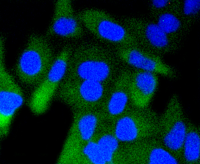 HeLa cells were fixed in paraformaldehyde, permeabilized with 0.25% Triton X100\/PBS and stained with GSK3 beta(Ser 9) (7A4) Monoclonal Antibody (bsm-52160R) at 1:200 and incubated overnight at 4C, followed by secondary antibody incubation, DAPI staining of the nuclei and detection.