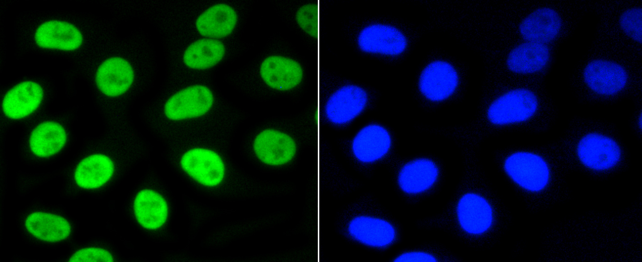 HepG2 cells were stained with Nrf2(S40) (7G4) Monoclonal Antibody (bsm-52179R) at [1:200] incubated overnight at 4C, followed by secondary antibody incubation, DAPI staining of the nuclei and detection.