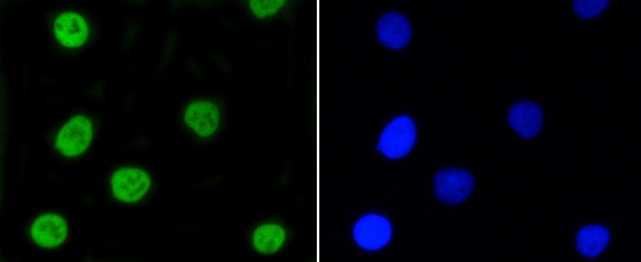 A549 cells were stained with Nrf2(S40) (7G4) Monoclonal Antibody (bsm-52179R) at [1:200] incubated overnight at 4C, followed by secondary antibody incubation, DAPI staining of the nuclei and detection.
