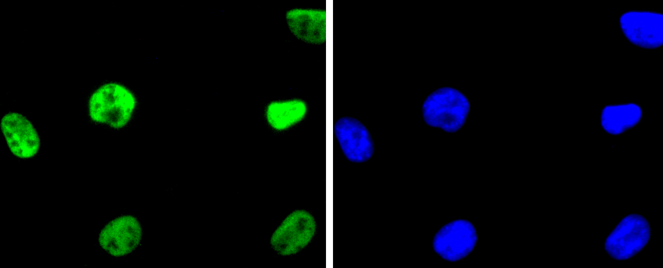 SHG-44 cells were fixed in paraformaldehyde, permeabilized with 0.25% Triton X100/PBS and stained with HDAC2 (3B7) Monoclonal Antibody (bsm-52082R) at 1:200 and incubated overnight at 4C, followed by secondary antibody incubation, DAPI staining of the nuclei and detection.