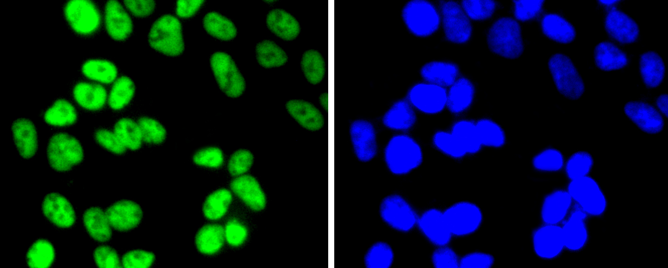 HeLa cells were fixed in paraformaldehyde, permeabilized with 0.25% Triton X100\/PBS and stained with HDAC2 (3B7) Monoclonal Antibody (bsm-52082R) at 1:200 and incubated overnight at 4C, followed by secondary antibody incubation, DAPI staining of the nuclei and detection.