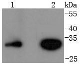 Lane 1: Jurkat; Lane 2: Hela lysates probed with Cyclin D3 (4A8) Monoclonal Antibody (bsm-52047R) at 1:1000 overnight at 4˚C. Followed by a conjugated secondary antibody.