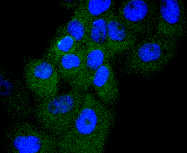 A431 cells were stained with Cyclin D3 (4A8) Monoclonal Antibody (bsm-52047R) at [1:200] incubated overnight at 4C, followed by secondary antibody incubation, DAPI staining of the nuclei and detection.