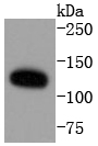 HeLa cell lysates probed with ERK5 (8D8) Monoclonal Antibody (bsm-52069R) at 1:1000 overnight at 4˚C. Followed by a conjugated secondary antibody.